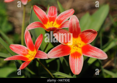 Los tulipanes, Tulipa spec., Tulip, Orange Blossom, jardín, Franconia, Baviera, Alemania, Foto de stock
