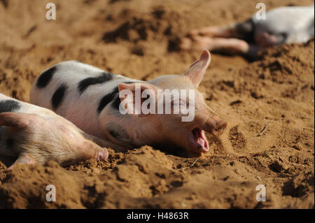 Cerdo doméstico, Sus scrofa domestica, Piglet, bostezar Foto de stock