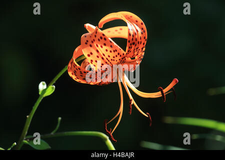 Turk's cap lily, Lilium martagon Foto de stock