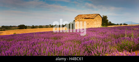 Blooming lavanda (Lavandula angustifolia) campo, casa de piedra, la Meseta de Valensole, Alpes-de-Haute-Provence Foto de stock