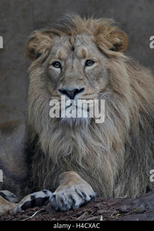 Macho de León asiático (Panthera leo persica) Foto de stock