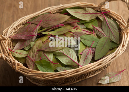 Cesta con hojas de amaranto fresca cruda