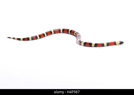 Sinaloan Milk Snake, Lampropeltis triangulum sinaloae, México Foto de stock