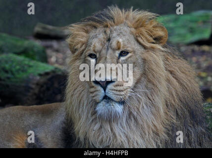 Macho de León asiático (Panthera leo persica) Foto de stock