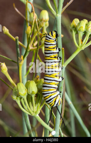 Monarca Danaus plexippus Canelo Hills Ciénega, Arizona, Estados Unidos de América el 13 de septiembre de 2016 Larva o caterpillar en Desert Mil Foto de stock