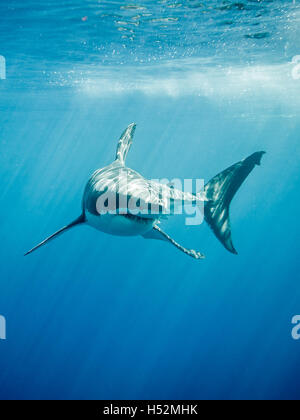 Gran tiburón blanco en el Océano Pacífico