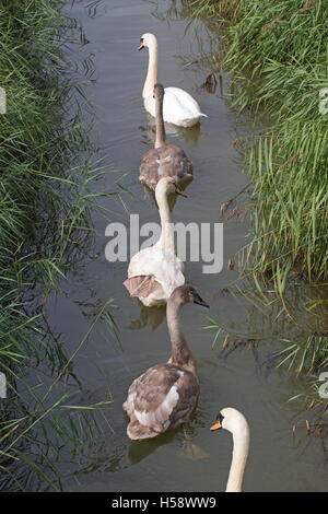 Cisne (Cygnus olor), en una familia de Norfolk drenaje Broadland dyke sobreviviente de tres crías bien crecido cygnets entre padres Foto de stock