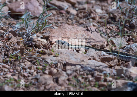 Western Black-necked Garter Snake (Thamnophis cyrtopsis cyrtopsis), Montañas San Mateo, Nuevo México, EE.UU.. Foto de stock
