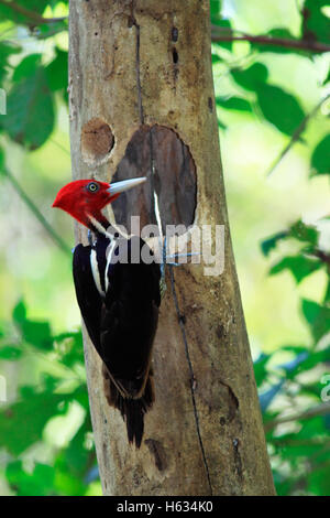 Pajaro carpintero (Campephilus guatemalensis) macho en nest agujero. El Refugio de Vida Silvestre de Curu, Costa Rica. Foto de stock