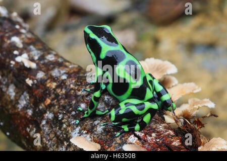 Verde y negro poison dart frog (Dendrobates auratus) en bosque tropical montañoso cerca de Puerto Viejo, sur caribe, Costa Rica