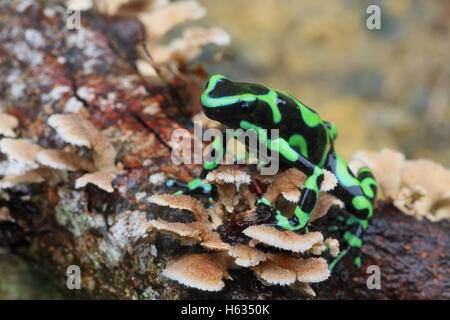 Verde y negro poison dart frog (Dendrobates auratus) en bosque tropical montañoso cerca de Puerto Viejo, al sur de la costa Caribe, Costa