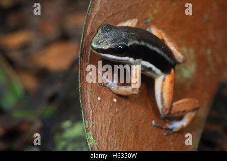 Rainforest rocket frog (Silverstoneia flotator) en bosque tropical cerca de Puerto Viejo, al sur de la costa caribe de Costa Rica. Foto de stock