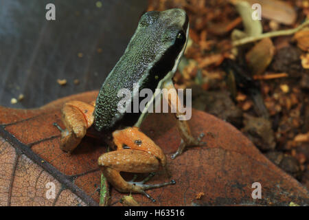 Rainforest rocket frog (Silverstoneia flotator) en bosque tropical cerca de Puerto Viejo, al sur de la costa caribe de Costa Rica. Foto de stock