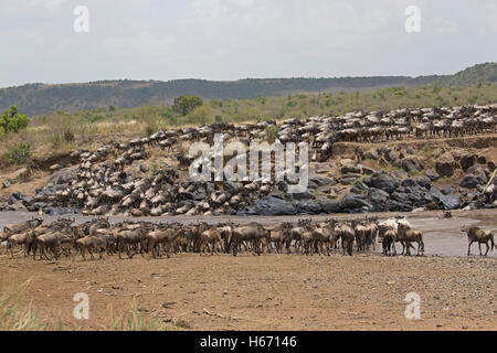 Manadas de ñus cruzando el río Mara Masai Mara Kenya Foto de stock