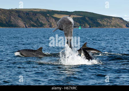 Dos delfines adultos de Bottlenose se divierten y saltan en el tranquilo mar azul, donde el Firth de Cromarty se encuentra con el Firth de Moray, Highlands of Scotland Foto de stock