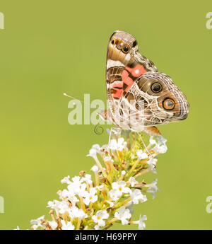 American Painted Lady, Vanessa virginiensis butterfly, en un racimo floral Buddleia blanco con fondo verde Foto de stock