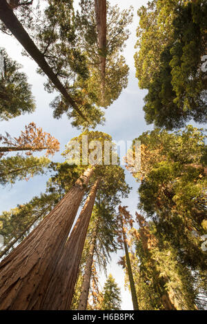 El famoso bosque gigante en el Parque Nacional de las secuoyas que contiene el árbol más grande del mundo, el General Sherman secoya.
