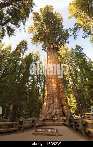 El famoso bosque gigante en el Parque Nacional de las secuoyas que contiene el árbol más grande del mundo, el General Sherman secoya.