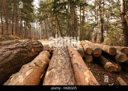 Cortar árboles en el bosque de pino