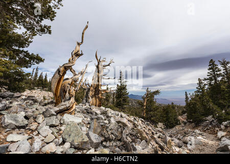 Pinos bristlecone en Great Basin National Park en el norte de Nevada. Pinos Bristlecone son los árboles más antiguos del mundo.