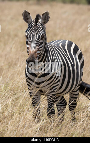 Uno Burchell zebra Equus burchelli picazón en la parte inferior de la sabana seca llanura Masai Mara Kenya Foto de stock