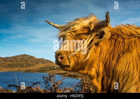 Highland vaca con un pequeño lago en el fondo.