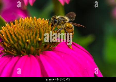 La alimentación de las abejas en flor violeta Foto de stock