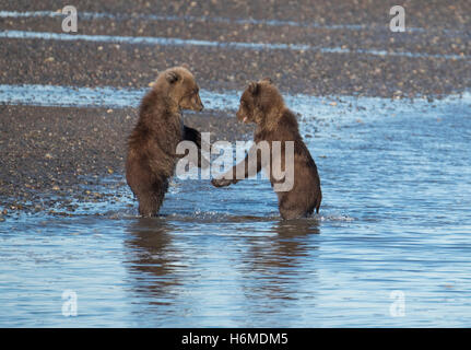 Dos crías de oso pardo costera jugando y peleando en Silver Salmon Creek Alaska Foto de stock