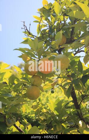 La naranja agria (Citrus aurantium) Foto de stock