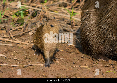 Wild Baby Capybara, Hydrochaeris hydrochaeris, junto a su madre en el Pantanal, Brasil, Sudamérica Foto de stock