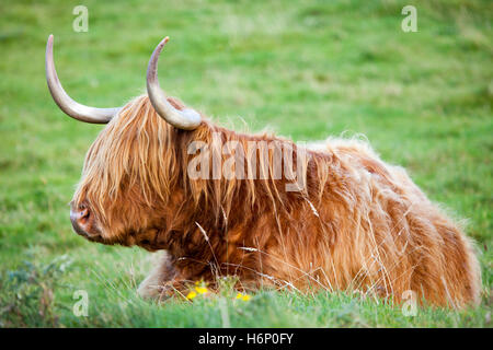 Highland ganado sentar en el prado durante un agradable clima en las Tierras Altas de Escocia Foto de stock