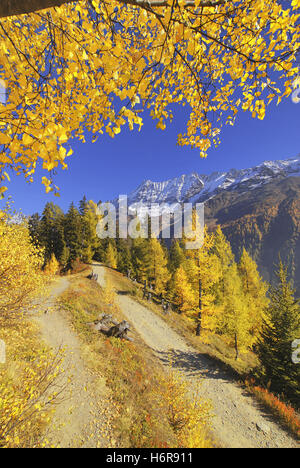 Hermoso colorido de colores múltiples ricamente coloreado suiza valais temporada otoño otoño azul hermoso beauteously Niza