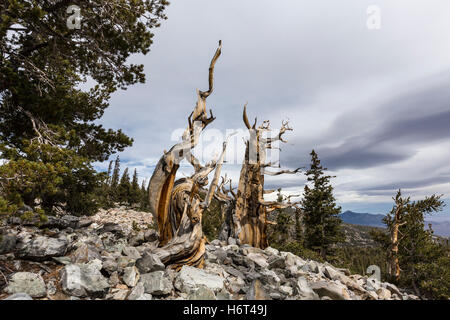 Viejos pinos bristlecone en Great Basin National Park en el norte de Nevada. Pinos Bristlecone son los árboles más antiguos del mundo.