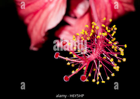 Close-up de estambres de hibisco (Hibiscus rosa-sinensis) y granos de polen amarillo Foto de stock