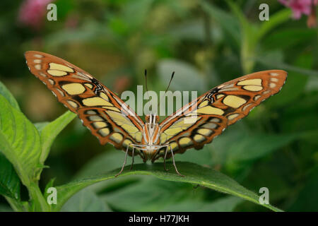 Malaquita Siproeta stelenes (mariposas), Finca de Mariposas, Monteverde, Costa Rica. Foto de stock