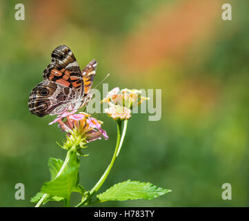 La American Painted Lady o señorita norteamericana (Vanessa virginiensis) butterfly alimentándose de flores de Lantana Foto de stock