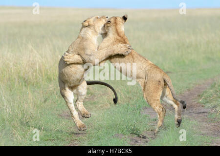 Jóvenes leones (Panthera leo) jugando juntos, reserva nacional Maasai Mara, Kenia