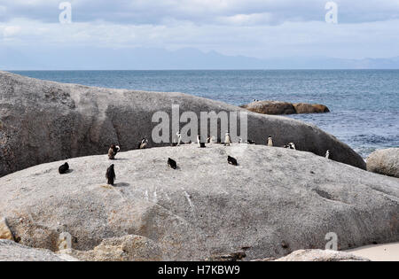 Sudáfrica, Simon's Town: pingüinos en una roca en la playa Boulders playa protegida, que alberga una colonia de pingüinos africanos se asentaron allí desde 1982 Foto de stock
