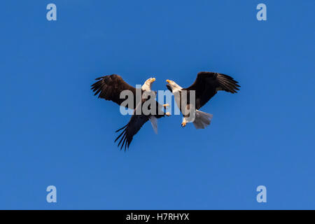 Un par de águilas calvas volando juntas en un claro cielo azul Fotografía  de stock - Alamy