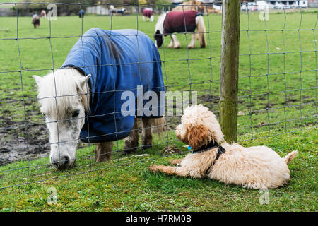 Un cockapoo descansa sobre la hierba del otro lado de una valla viendo un pony Shetland (Equus ferus caballus); South Shields, Tyne y desgaste, Inglaterra Foto de stock