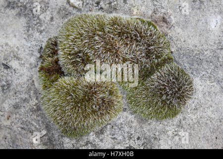 Cojín gris Moss Grimmia pulvinata Foto de stock