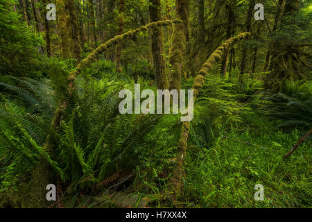 Una exuberante selva; Haida Gwaii, British Columbia, Canadá Foto de stock