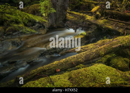 Arroyo fluye a través de la exuberante selva; Haida Gwaii, British Columbia, Canadá Foto de stock