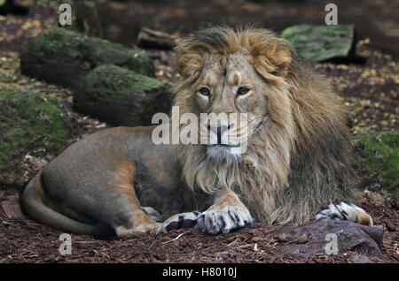 Macho de León asiático (Panthera leo persica) Foto de stock