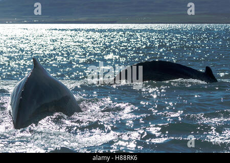 Las ballenas jorobadas (Megaptera novaeangliae), buceo Eyjafjörður, Islandia Foto de stock