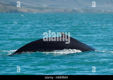 La ballena jorobada (Megaptera novaeangliae), buceo Eyjafjörður, Islandia Foto de stock
