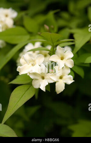 Jasminum officinale 'Devon Crema' crece al aire libre en verano. Floración verano jazmín. Foto de stock