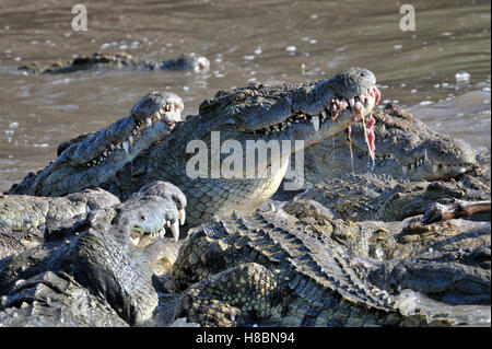 El cocodrilo del Nilo (Crocodylus niloticus) grupo alimentación, Lago  Ndutu, Parque Nacional del Serengeti, Tanzania Fotografía de stock - Alamy