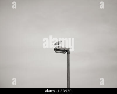 Gaviota aterrizando sentada sobre un poste de la luz / semáforo en blanco y negro Foto de stock