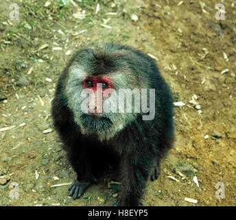Un macaco tibetano en el monte Emi, Sichuan, China. Foto de stock